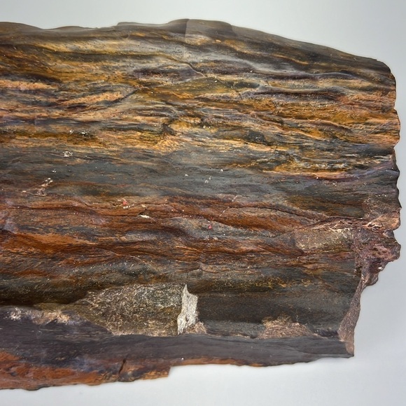 Petrified Wood - Picture 7 of 11